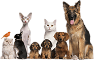 Pet Health Care Product Reviews - HappyPow