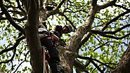 The Various Roles a Tree Surgeon Can Play for the Maintenance of Trees