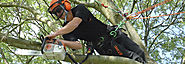 Tree Surgeon Wimboune help in all aspects of Arboriculture (Posts by Tree Solutions)
