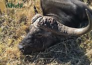 Hunting the most dangerous game trophies in South Africa