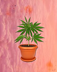 🌱Want to know how to grow cannabis at home? 🌱
