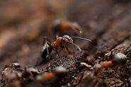 Natural remedies to get rid of ants 10 diy ideas for effective result