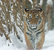 In aumento la popolazione della tigre dell'Amur, maestoso felino che vive nella taiga dell'estremo oriente russo.