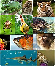 Il Regno Animale comprende circa 1.800.000 specie di organismi classificati.
