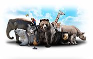 Endangered animals/species in the world, See the list...