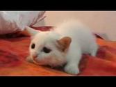 Best Funny Cats and Kitten Compilation of 2014