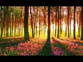 Guided Meditation - The Green Wood' (Middle Earth Meditation)