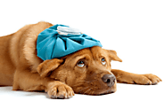 Hundeforsikring - 17 Bedste & Billigste Priser - Sammenlign i 2019