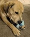 Best Affordable Safe And Squeaky Dog Chew Toys For Aggressive Chewers Under $25