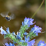 Wildflower Mix For Bees | British Wildflower Seed | Habitat Aid