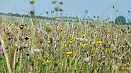Wiltshire Meadow Seed | British Wildflower Meadow Seed | Habitat Aid
