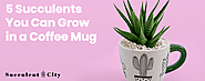 5 Succulents You can Grow in a Coffee Mug | SucculentCity.com
