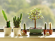 Succulents By The Window