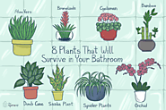 Plants That Will Survive In Your Bathroom