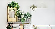 Houseplants can instantly improve your health and happiness