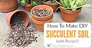 How To Make Your Own Succulent Soil (With Recipe!) - Get Busy Gardening