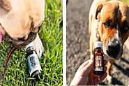How to Buy CBD for Dogs