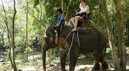 Koh Samui Elephant Trekking