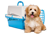 Transporting Pet from India to usa | International Pet Travel