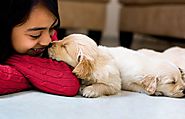 International Pet Relocation from India | Packers and Movers Blog