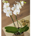 Christmas Plants By Post | Christmas Orchid Plant By Post | Bunches.co.uk