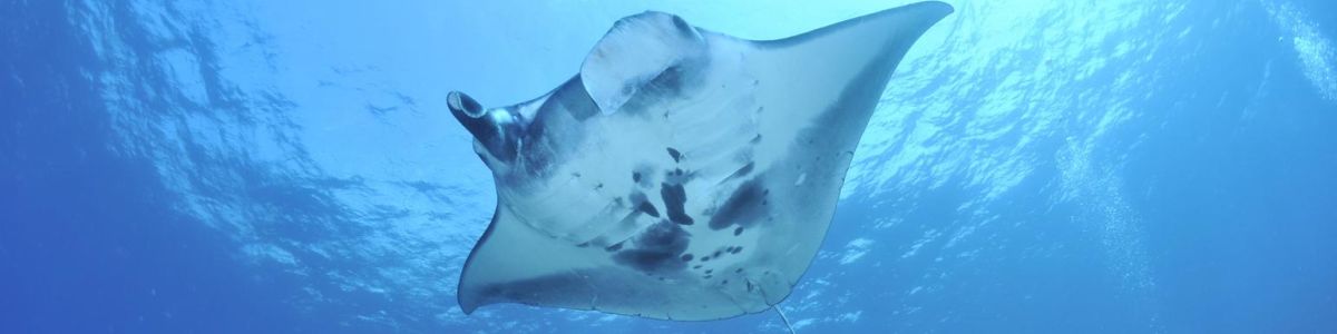 Headline for 10 Best Places to Dive with Mantas - Top 10 Diving Sites for Spotting Manta Rays