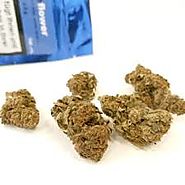 White Russian Weed