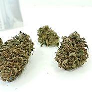 White Russian Weed