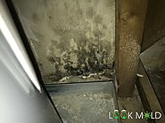 Pictures of Black Mold