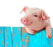 Den inneren Schweinehund zähmen in 5 Schritten: Starthilfe für Unangenehmes | Best of HR - Berufebilder.de®