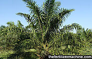 The value of oil palm waste as organic fertilizer