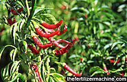 Can chicken manure be applied directly to grow pepper?