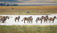 oNgorongoro Tarangire crater safari