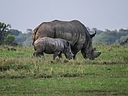 Looking forAmboseli Safari Tours!!