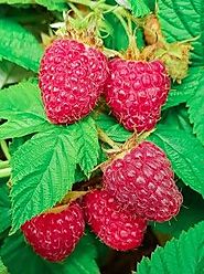 Raspberry plants online | Raintree Nursery