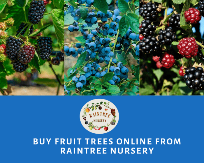 Online Tree Nursery Buy blueberry bush Raintree Nursery A Listly List
