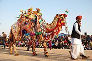 Enjoy Remarkable Experience in the Desert Through Rajasthan Camel Safari Tour | Pushkar Camel fair 2019 - Rajasthan T...