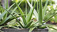 25 amazing Benefits of Aloe Vera for hair, skin, and weight loss