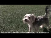 Dog Training Classes, Puppy Training Etobicoke, Dog Training Toronto, Dog obedience training Etobicoke - doggieplayla...
