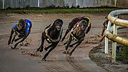 A Quick Guide to Betting on Greyhound Racing | Wagbet
