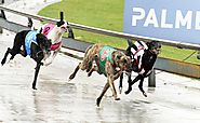 5 Tips to Identify a Winning Bet for Greyhound Racing | Wagbet