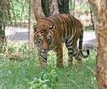 The Importance of Tigers in Wildlife Tourism