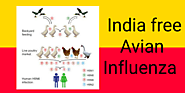 INDIA free AVIAN INFLUENZA WHO Declared | Wisdom 365