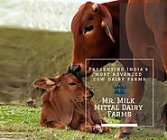 Best Cow Dairy Farm in Pune