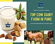 How to Run a Modern Cow Dairy Farm in India