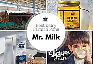 Everything about Mr. Milk