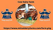 Buy Organic Milk from the best Cow Dairy Farm in Pune – Mittal Happy Cows Dairy Farms LLP