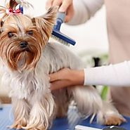 Animal Care Course – Pet Care Course | Online Animal Care
