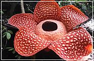 World’s Largest Flower – 4 ft Wide and Smells like Rotten Meat
