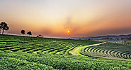 Visit a working Tea Plantation